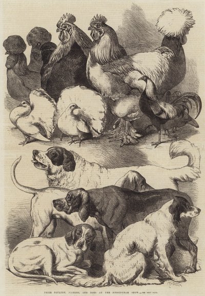 Volaille, pigeons et chiens primés au salon de Birmingham - Harrison William Weir